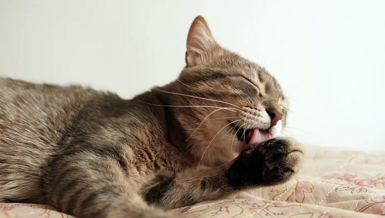 beautiful cat