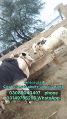 Bulls for sale Pakistan