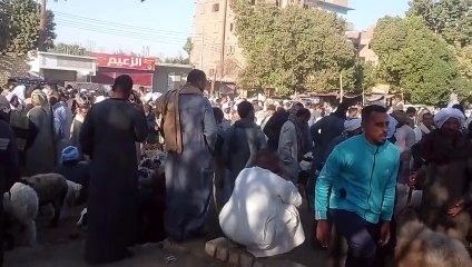 اسعار اغنام وماعز بسوق الشغب باسنا- الاقصراليوم