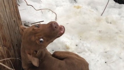 Puppy Abandoned In A Snowstorm Demands All His Dad's Attention Now