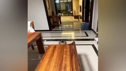 Non stop lauhting-Funny Videos 2023  Cutest Cats and Dogs