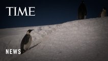 Scientists Spot Previously Unknown Colonies of Emperor Penguins in Antarctica