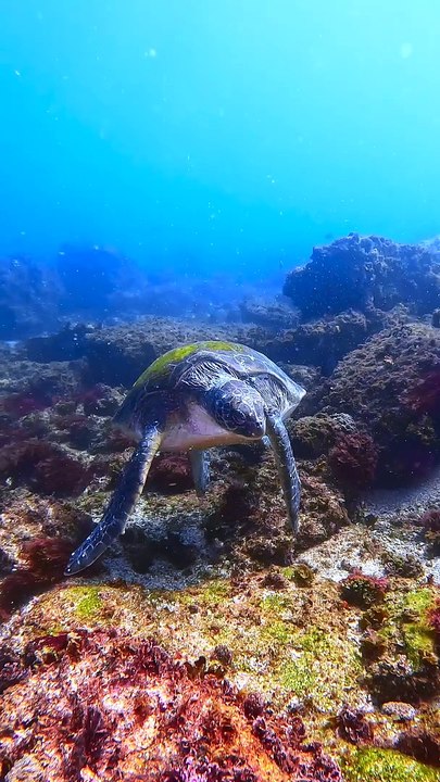 The Most Relaxed Turtle Ever