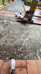 Trash Dog Chases Stomped Foot