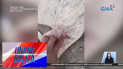 Mga residente, naaalarma sa pagkamatay ng ilang kambing na nakitang wala nang lamang-loob | UB