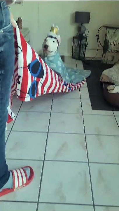 Majestic Miniature Bull Terrier