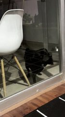 When Your Pug Forgets How Doors Work