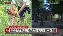 Los dos pitbulls mataron una vaca y atacaron a otros animales antes de terminar con la vida de un hombre, denuncian vecinos