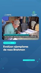 Evalúan ejemplares de raza Brahman