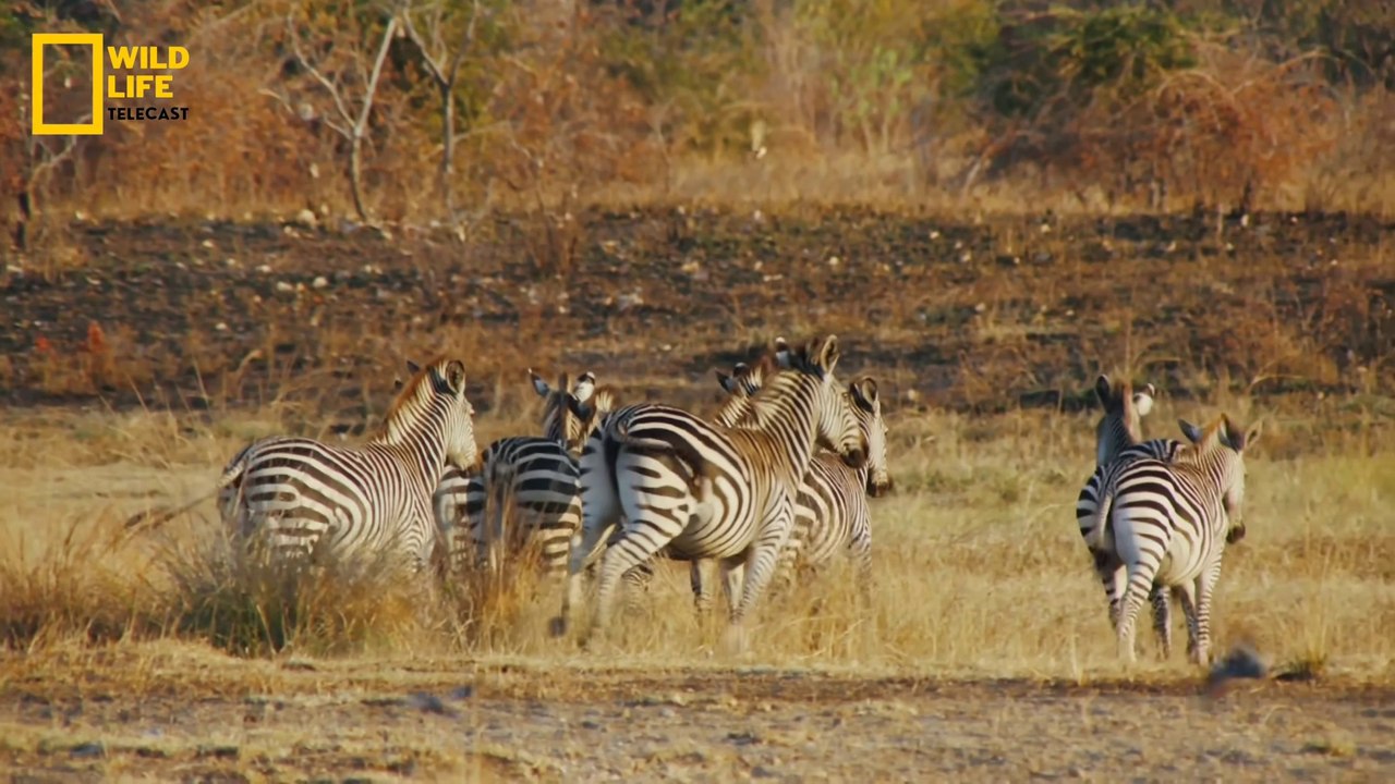 Predators Attack  Wildlife documentary in Hindi_1080p