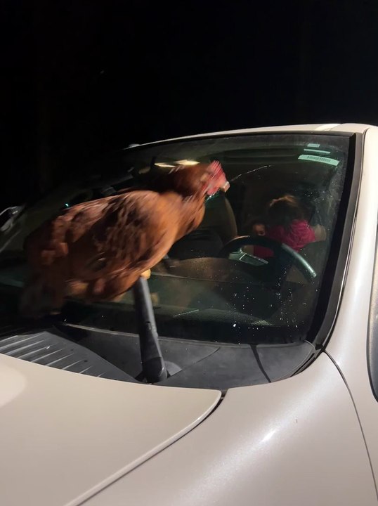 Chicken Rides on Windshield Wipers