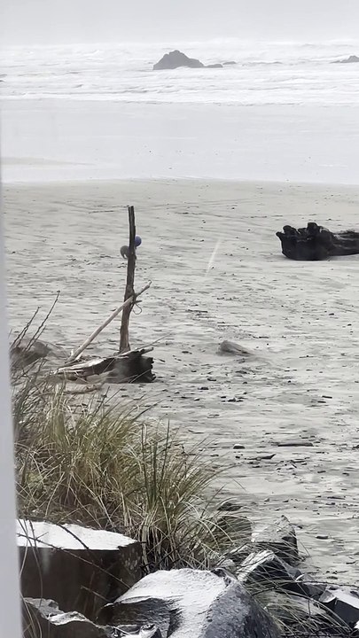 Dog Demonstrates Impressive Ball Balancing Skills