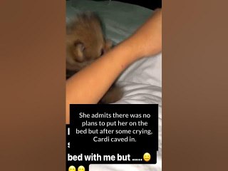 Cardi B Has The Craziest Dog You’ve Ever Seen #shorts