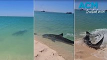 Beachgoer's close encounter with tiger shark in shallow waters