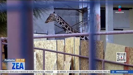 Así fue el traslado de la jirafa Benito de Chihuahua a Puebla