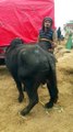 Neeli ravi buffalos|mandi Iqbal Nagar |Pakistan
