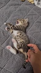 The end  #cute #viral #pets #shorts #petsfriendships