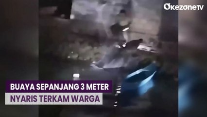 Viral! Buaya Sepanjang 3 Meter Nyaris Terkam Warga di Buton, Sulawesi Tenggara