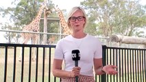 Hunter Valley wildlife park helping animals stay cool