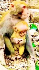 Download Video: Baby Viral Mankey Short, Funny Mankey Reels, Mankey Video, Bandar Shorts Video, Langoor Viral Video, New Animals Video, Wildlife Animals Video #Animals#Mankeyvideo#Wildeanimals