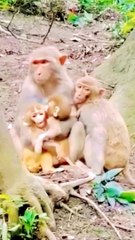 Animals Video New, Trending Video, Hindi Animals Video,Bandar Shorts Video,#Animalsvideo#Funnymankey#Animals
