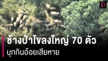 เกษตรกรครวญ ช้างป่าโขลงใหญ่ 70 ตัว บุกกินอ้อยเสียหาย สูญวันละ 1.2 แสน | HOTSHOT เดลินิวส์ 25/01/67