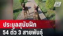 ทหารเปิดประมูลสุนัขฝึก 54 ตัว 3 สายพันธุ์ | เที่ยงทันข่าว | 25 ม.ค. 67