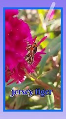 Butterfly short video | butterflys | moth | caterpillars