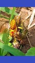 Hornetwasp | wasp | yellow wasp