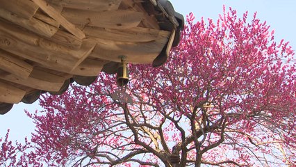 지리산 구례 '화엄사 홍매화' 천연기념물 지정 / YTN