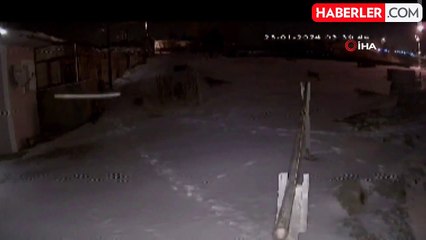 Şehre inen aç kurtlar, köpeğe saldırdı