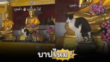 งานนี้เจ้าเหมียว ตกนรกแน่ !