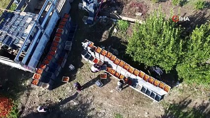 Adana'da hasat rekor kırdı, kamyon ve TIR'larla sevk ediliyor: C vitamini deposunun kilosu 6 TL!