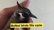 Bird life cycle | birds | baby birds