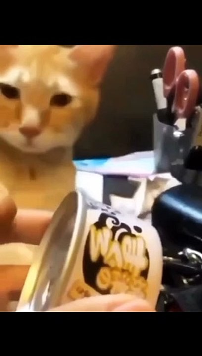 Funny Animail - Love Cat - Love Animal