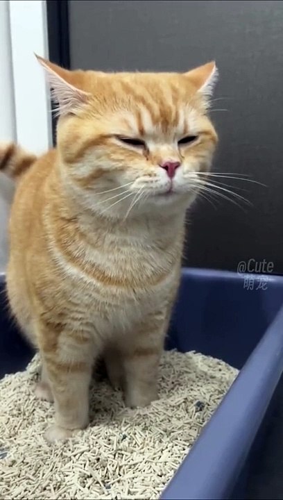 Just Funny Animal Part 5