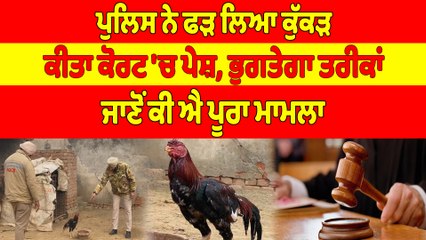 ਪੁਲਿਸ ਨੇ ਫੜ ਲਿਆ ਕੁੱਕੜ, ਕੀਤਾ ਕੋਰਟ 'ਚ ਪੇਸ਼, ਭੁਗਤੇਗਾ ਤਰੀਕਾਂ, ਜਾਣੋਂ ਕੀ ਐ ਪੂਰਾ ਮਾਮਲਾ |OneIndia Punjabi