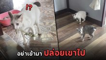 น้องแมวถูกงูรัดขา คาบหลักฐานมาให้แม่ดูชัด ๆ งานนี้จะสงสารใครก่อนดี
