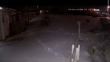 Şehre inen aç kurtlar köpeğe saldırdı