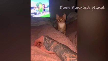 Funny Dogs And Cats Videos 2023 -- - Best Funniest Animal Videos Of The week _3(720P_60FPS)