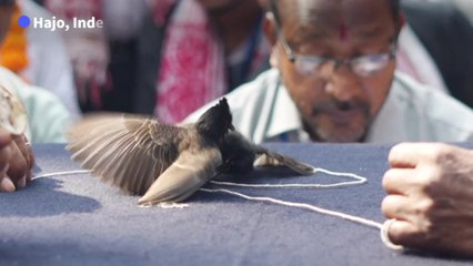Les combats d'oiseaux autorisés en Inde après huit ans d'interdiction