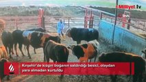 Boğa besiciye saldırdı! 