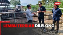 Lima lembu terbiar dilelong RM11,700