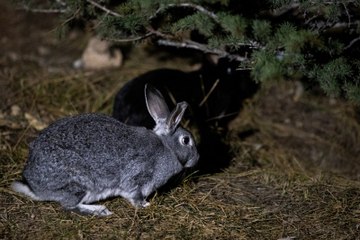 Ankara'da 5 gündür süren "tavşan muamması" çözüm bekliyor