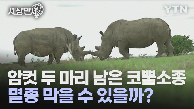 [세상만사] 암컷 두 마리 남은 코뿔소종 멸종 막을 수 있을까? / YTN