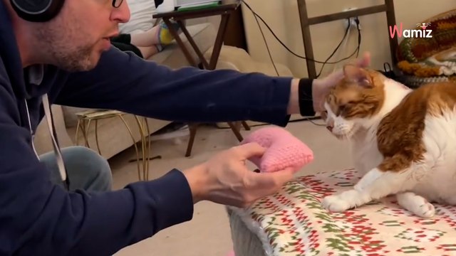 Il fabrique un objet pour les siestes de son chat : 8M de personnes fondent devant sa réaction (vidéo)