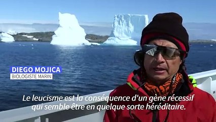 Blanc comme neige: en Antarctique, rencontre avec un rare manchot blanc