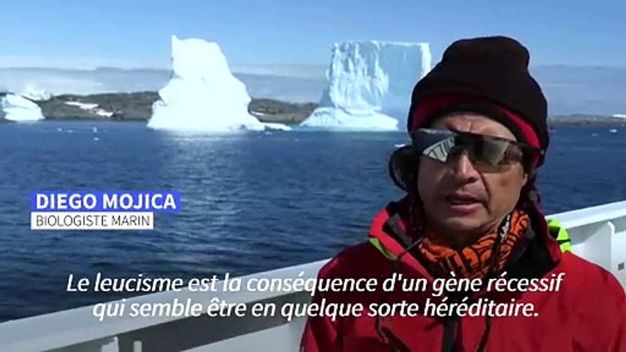 Blanc comme neige: en Antarctique, rencontre avec un rare manchot blanc