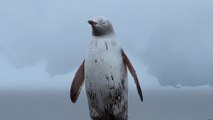 Blanc comme neige: en Antarctique, rencontre avec un rare manchot blanc