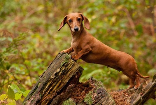 3 bonnes raisons d’adopter un teckel